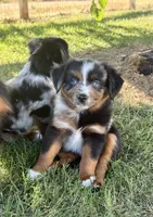 Fanta, a female Miniature Australian Shepherd for sale in Lincoln, CA – 1 of 9