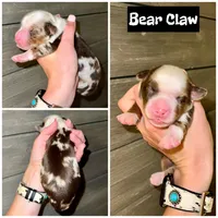 Bear Claw, a male Miniature Australian Shepherd for sale in Lincoln, CA – Photo 6 of 6