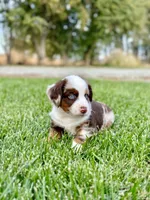 Bear Claw, a male Miniature Australian Shepherd for sale in Lincoln, CA – Photo 1 of 6