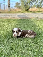 Bear Claw, a male Miniature Australian Shepherd for sale in Lincoln, CA – Photo 3 of 6