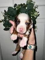 Bear Claw, a male Miniature Australian Shepherd for sale in Lincoln, CA – Photo 5 of 6