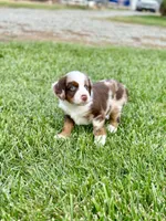 Bear Claw, a male Miniature Australian Shepherd for sale in Lincoln, CA – Photo 4 of 6