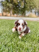 Bear Claw, a male Miniature Australian Shepherd for sale in Lincoln, CA – Photo 2 of 6