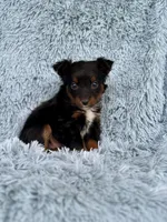 Gravy, a male Miniature Australian Shepherd for sale in Lincoln, CA – Photo 4 of 5