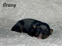 Gravy, a male Miniature Australian Shepherd for sale in Lincoln, CA – Photo 5 of 5