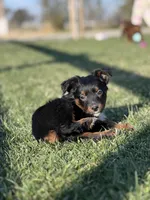 Gravy, a male Miniature Australian Shepherd for sale in Lincoln, CA – Photo 1 of 5