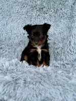 Gravy, a male Miniature Australian Shepherd for sale in Lincoln, CA – Photo 2 of 5