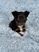 Gravy, a male Miniature Australian Shepherd for sale in Lincoln, CA – Photo 3 of 5