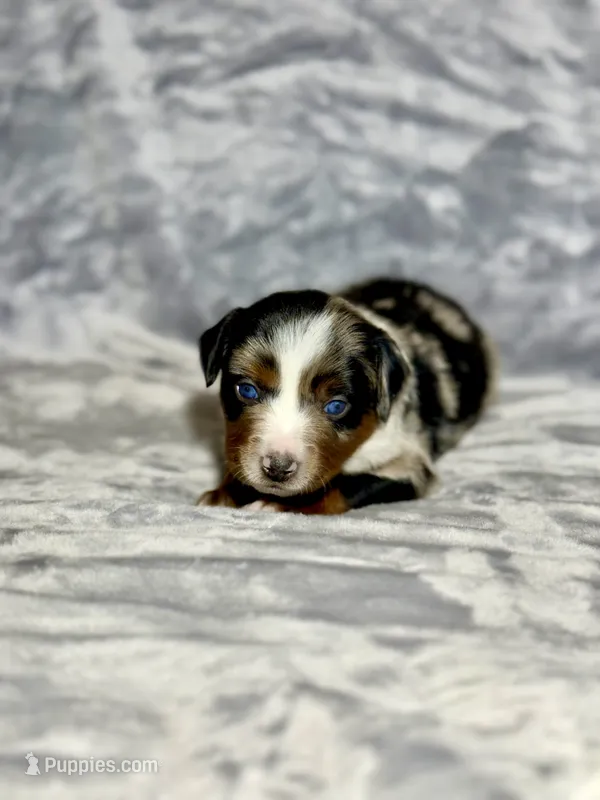 Pepsi  – Miniature Australian Shepherd puppy on hold in Lincoln, CA