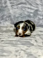 Pepsi , a female Miniature Australian Shepherd for sale in Lincoln, CA – 1 of 3
