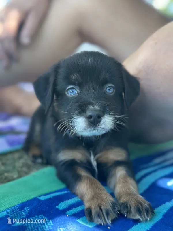 A&W – Miniature Australian Shepherd puppy for sale in Lincoln, CA