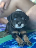 A&W, a male Miniature Australian Shepherd for sale in Lincoln, CA – 4 of 7