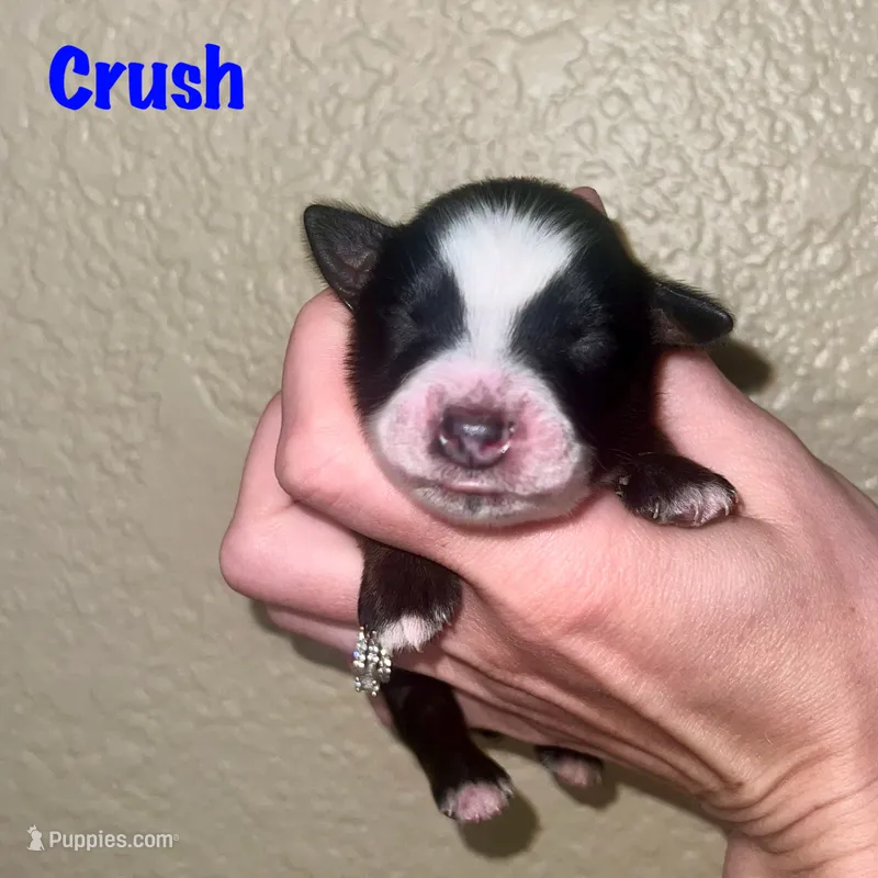 Crush  – Miniature Australian Shepherd puppy for sale in Lincoln, CA