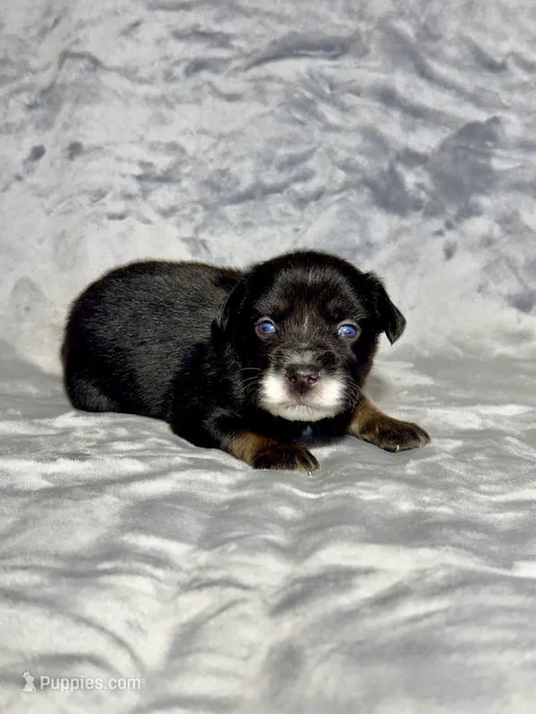 A&W – Miniature Australian Shepherd puppy for sale in Lincoln, CA