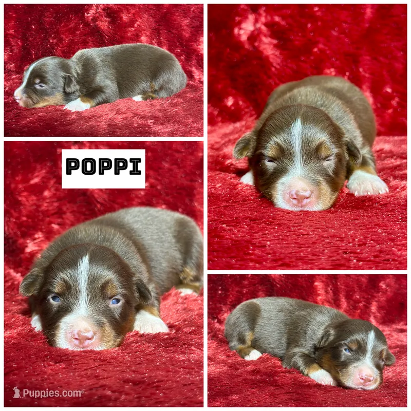 Poppi – Miniature Australian Shepherd puppy for sale in Lincoln, CA