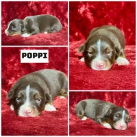 Poppi, a female Miniature Australian Shepherd for sale in Lincoln, CA – 1 of 1