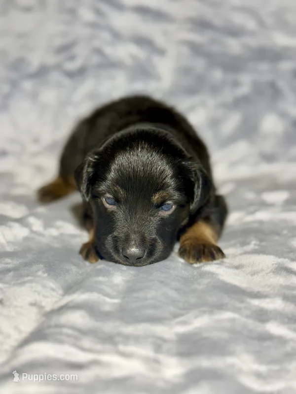 Mountain Dew – Miniature Australian Shepherd puppy for sale in Lincoln, CA