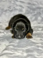 Mountain Dew, a male Miniature Australian Shepherd for sale in Lincoln, CA – 5 of 7