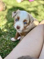 Love Bug , a female Toy Australian Shepherd for sale in Lincoln, CA – Photo 3 of 7