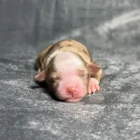 Love Bug , a female Toy Australian Shepherd for sale in Lincoln, CA – Photo 5 of 7