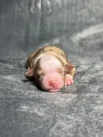 Love Bug , a female Toy Australian Shepherd for sale in Lincoln, CA – Photo 1 of 2