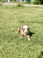 Love Bug , a female Toy Australian Shepherd for sale in Lincoln, CA – Photo 2 of 7
