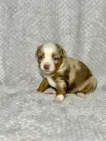 Love Bug , a female Toy Australian Shepherd for sale in Lincoln, CA – Photo 7 of 7