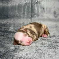 Love Bug , a female Toy Australian Shepherd for sale in Lincoln, CA – Photo 6 of 7