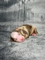 Love Bug , a female Toy Australian Shepherd for sale in Lincoln, CA – Photo 2 of 2