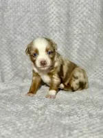 Love Bug , a female Toy Australian Shepherd for sale in Lincoln, CA – Photo 4 of 7