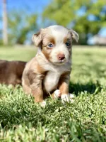 Love Bug , a female Toy Australian Shepherd for sale in Lincoln, CA – Photo 1 of 7