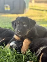 Mountain Dew, a male Miniature Australian Shepherd for sale in Lincoln, CA – 2 of 7