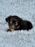 Cranberry, a female Miniature Australian Shepherd for sale in Lincoln, CA – Photo 4 of 7