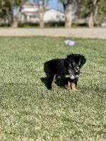 Cranberry, a female Miniature Australian Shepherd for sale in Lincoln, CA – Photo 3 of 7