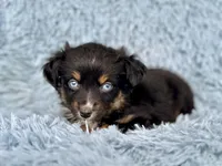Cranberry, a female Miniature Australian Shepherd for sale in Lincoln, CA – Photo 6 of 7
