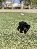 Cranberry, a female Miniature Australian Shepherd for sale in Lincoln, CA – Photo 2 of 7