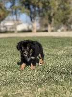 Cranberry, a female Miniature Australian Shepherd for sale in Lincoln, CA – Photo 1 of 7