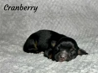 Cranberry, a female Miniature Australian Shepherd for sale in Lincoln, CA – Photo 7 of 7
