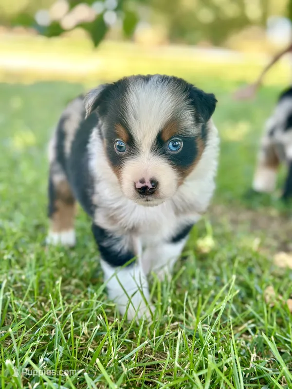 Prime  – Miniature Australian Shepherd puppy for sale in Lincoln, CA