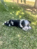 Prime , a male Miniature Australian Shepherd for sale in Lincoln, CA – 2 of 3