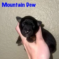Mountain Dew, a male Miniature Australian Shepherd for sale in Lincoln, CA – 1 of 1