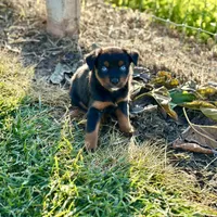 Skittles, a female Miniature Australian Shepherd for sale in Lincoln, CA – Photo 3 of 3