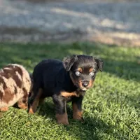 Skittles, a female Miniature Australian Shepherd for sale in Lincoln, CA – Photo 2 of 3