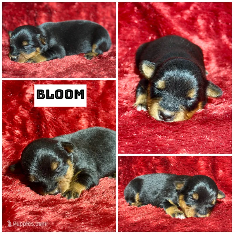 Bloom – Miniature Australian Shepherd puppy for sale in Lincoln, CA