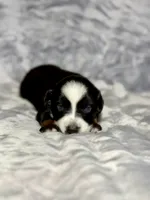 Crush , a male Miniature Australian Shepherd for sale in Lincoln, CA – 6 of 6