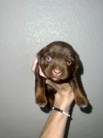Lou Lou , a female Miniature Australian Shepherd for sale in Lincoln, CA – 2 of 2