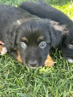 Coca-Cola, a female Miniature Australian Shepherd for sale in Lincoln, CA – 4 of 7