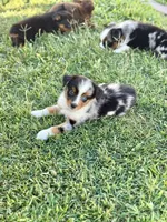 Alani , a female Miniature Australian Shepherd for sale in Lincoln, CA – 2 of 6