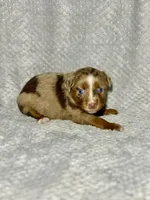Sweetie Pie, a female Toy Australian Shepherd for sale in Lincoln, CA – Photo 4 of 7
