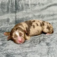 Sweetie Pie, a female Toy Australian Shepherd for sale in Lincoln, CA – Photo 6 of 7